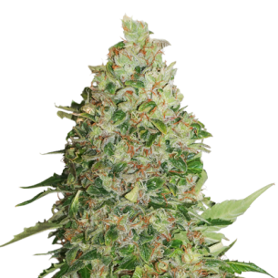 BCN CRITICAL FEM X3-SEEDSTOCKERS